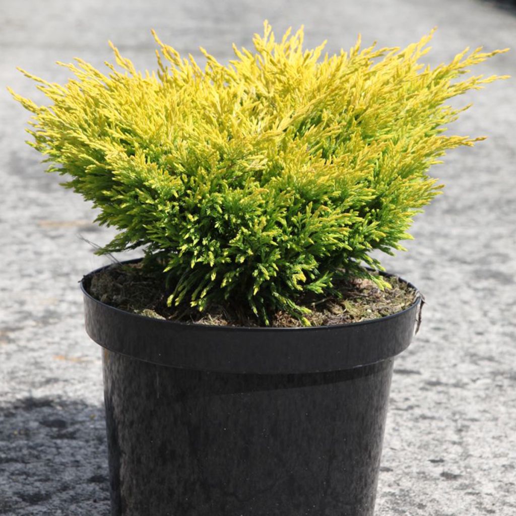 Genévrier horizontal - Juniperus horizontalis Limeglow