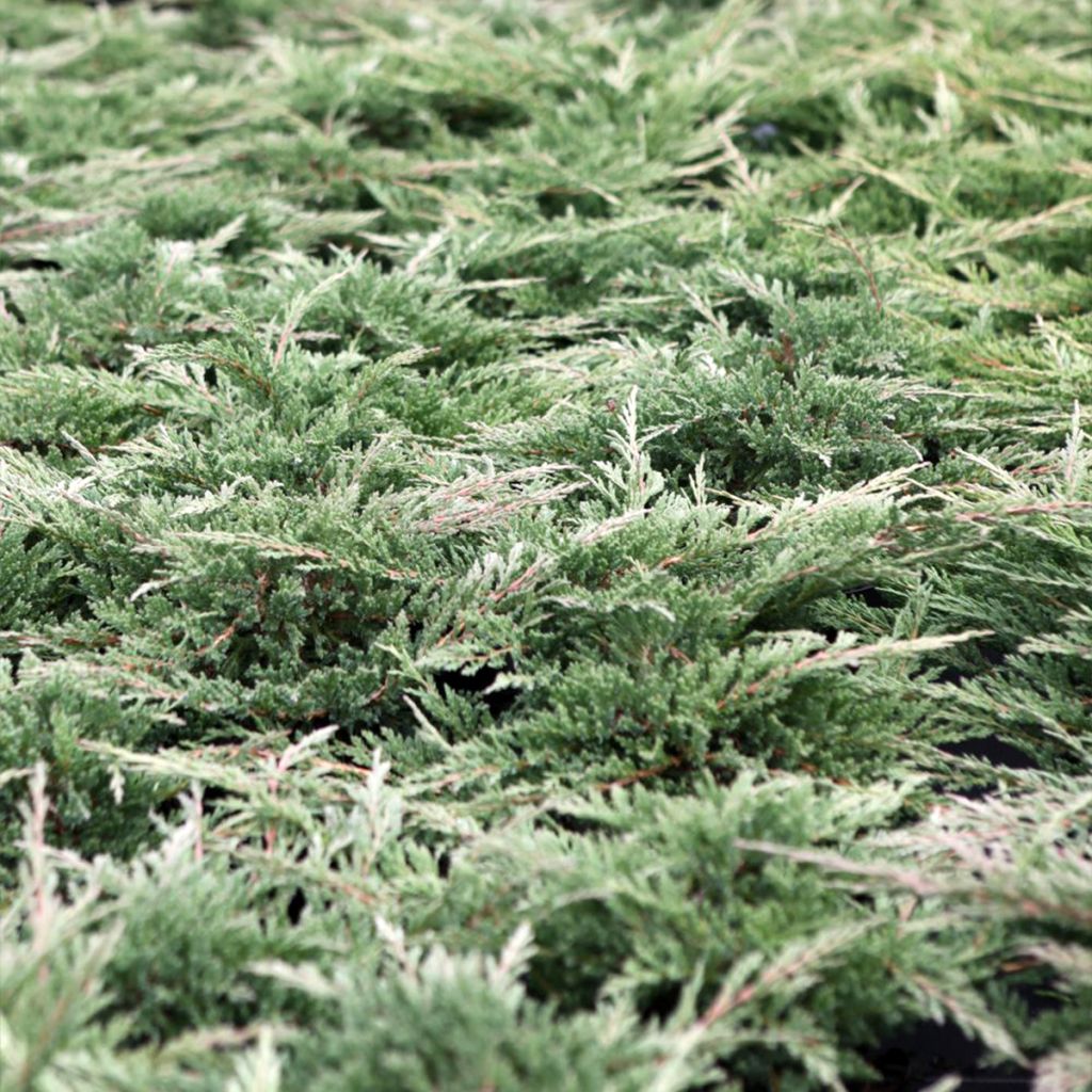 Genévrier horizontal - Juniperus horizontalis Prince Of Wales