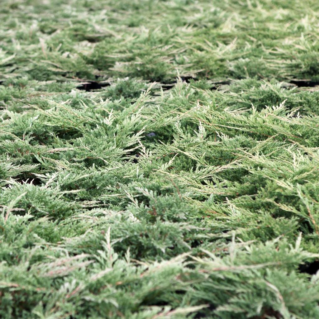 Genévrier horizontal - Juniperus horizontalis Prince Of Wales