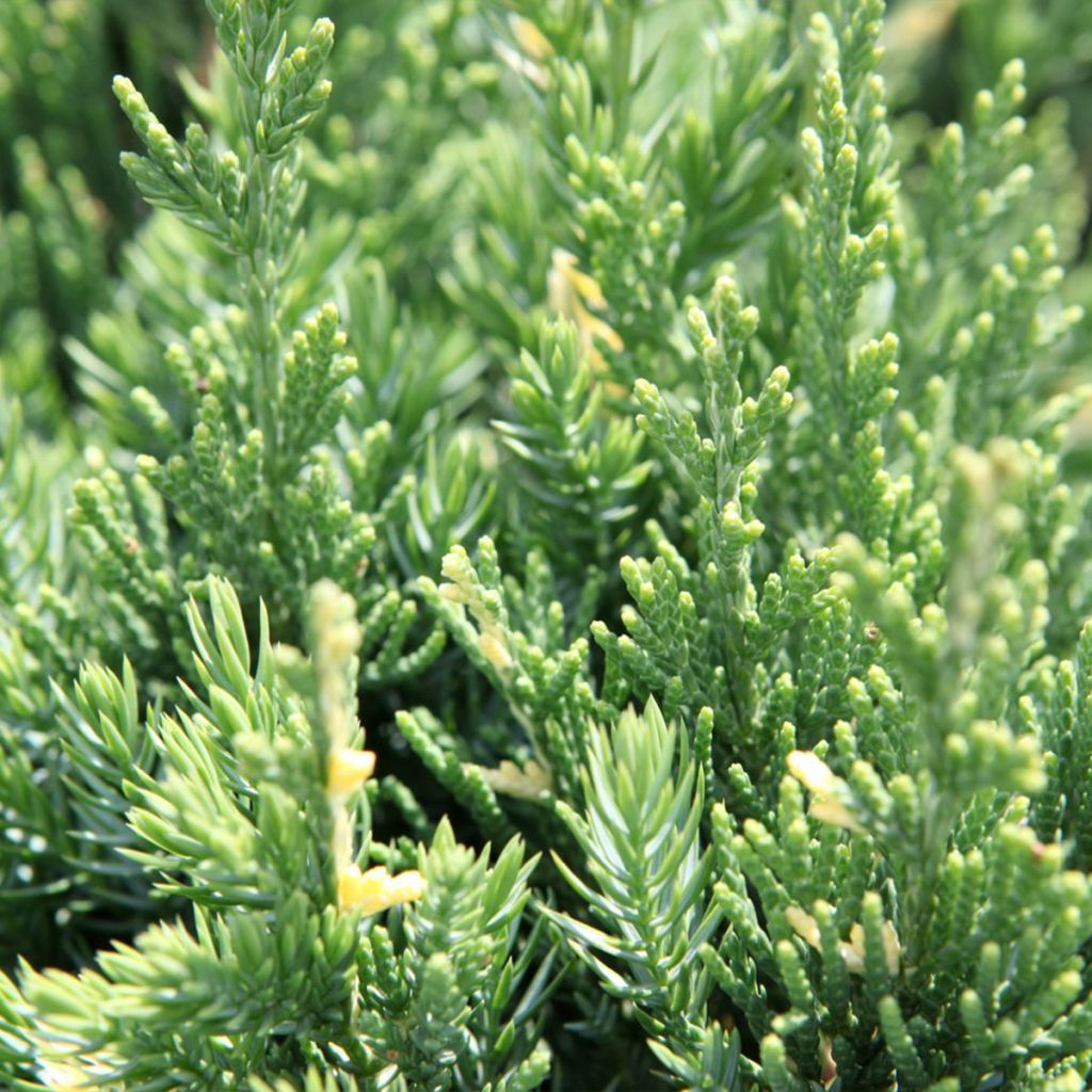 Genévrier rampant panaché - Juniperus chinensis Expansa Variegata