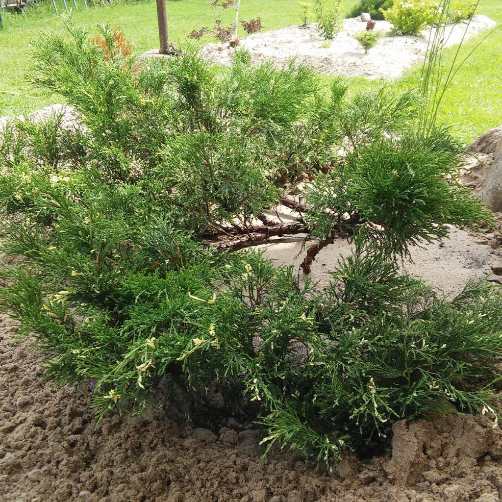Genévrier sabine - Juniperus sabina Variegata