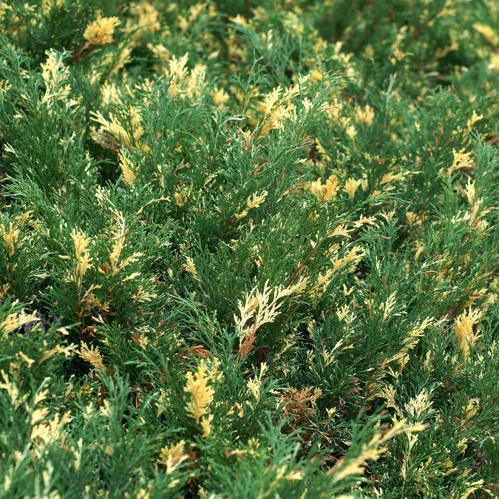 Genévrier sabine - Juniperus sabina Variegata