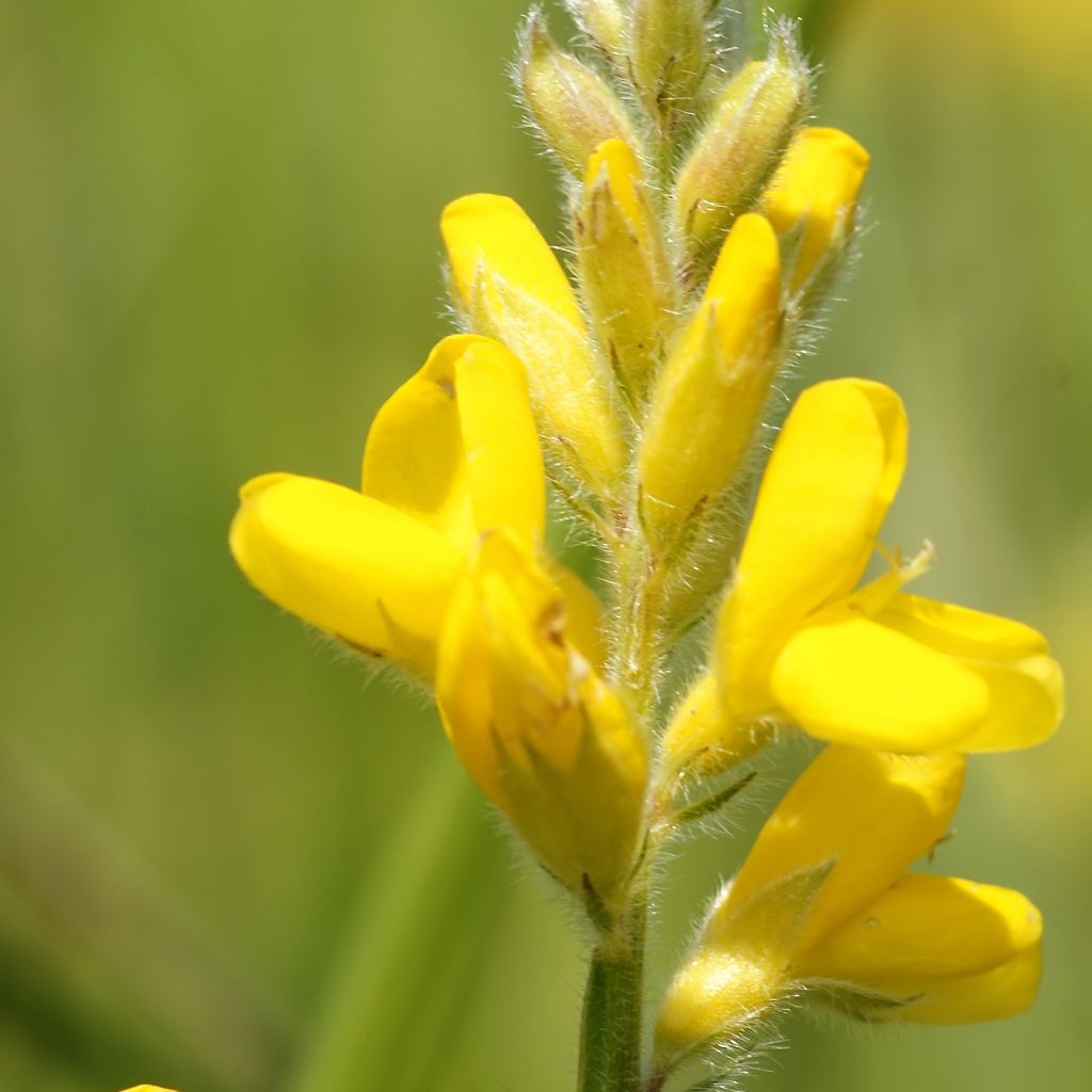 Genista sagittalis, Genêt