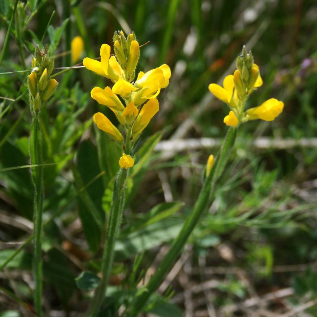 Genista sagittalis, Genêt