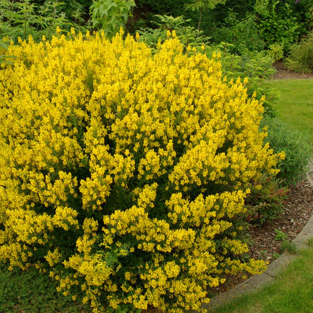 Genista tinctoria - Genêt des teinturiers