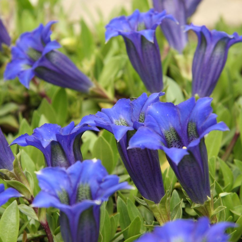 Gentiana acaulis - Gentiane acaule - Gentiane des Alpes