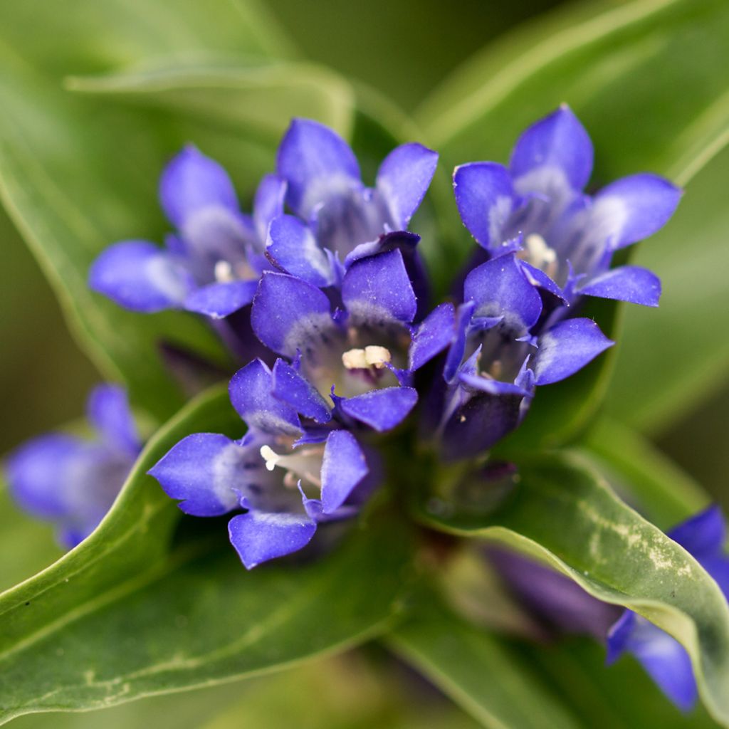 Gentiana cruciata - Gentiane croisette