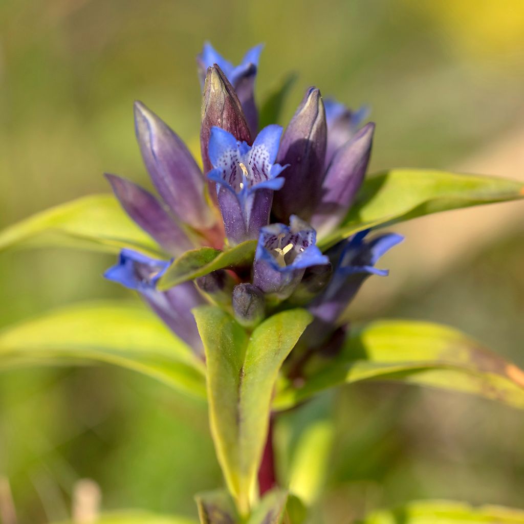 Gentiana cruciata - Gentiane croisette