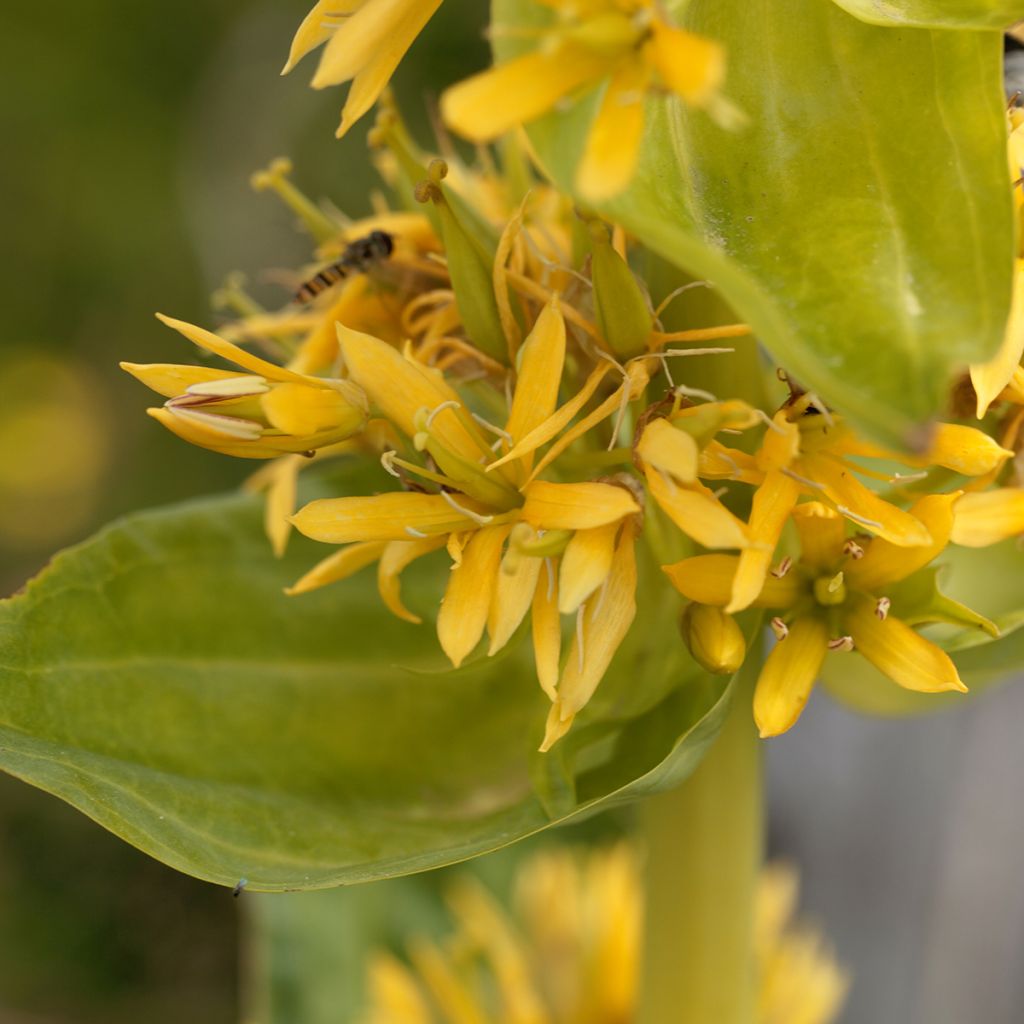 Gentiana lutea - Gentiane jaune