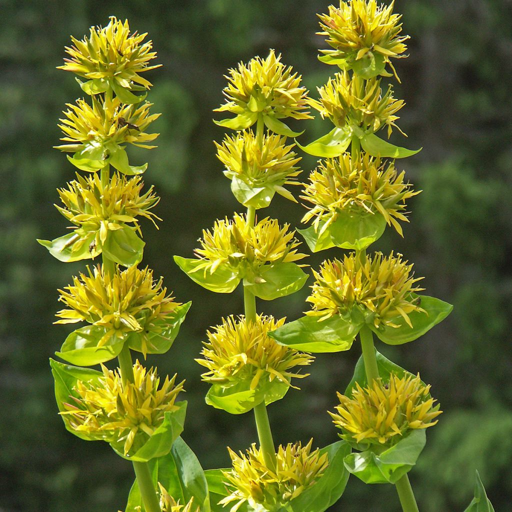 Gentiana lutea - Gentiane jaune