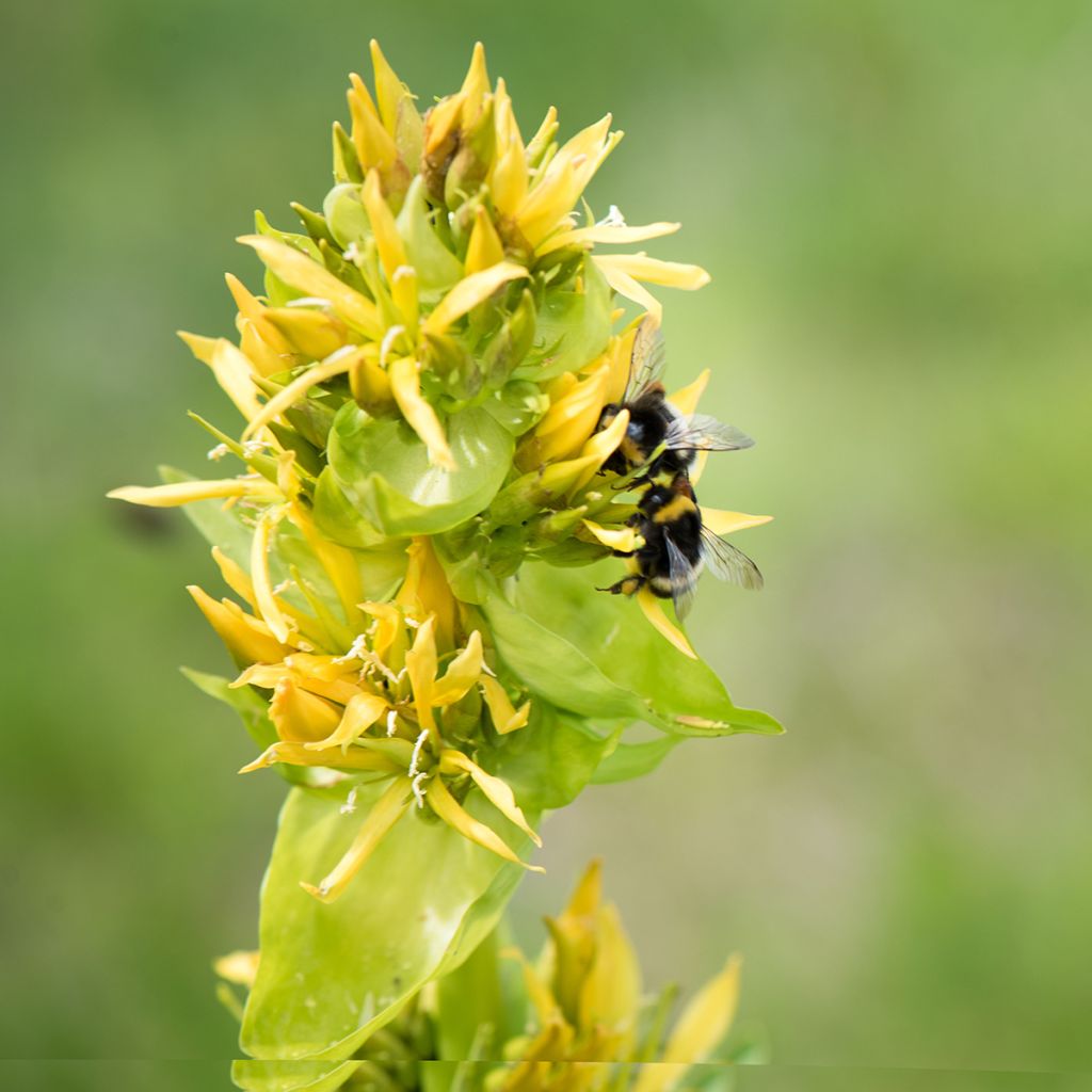 Gentiana lutea - Gentiane jaune