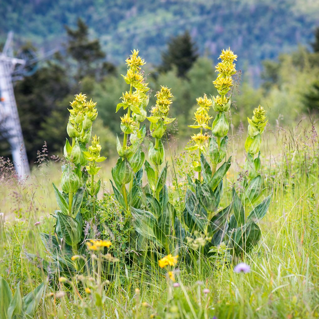 Gentiana lutea - Gentiane jaune