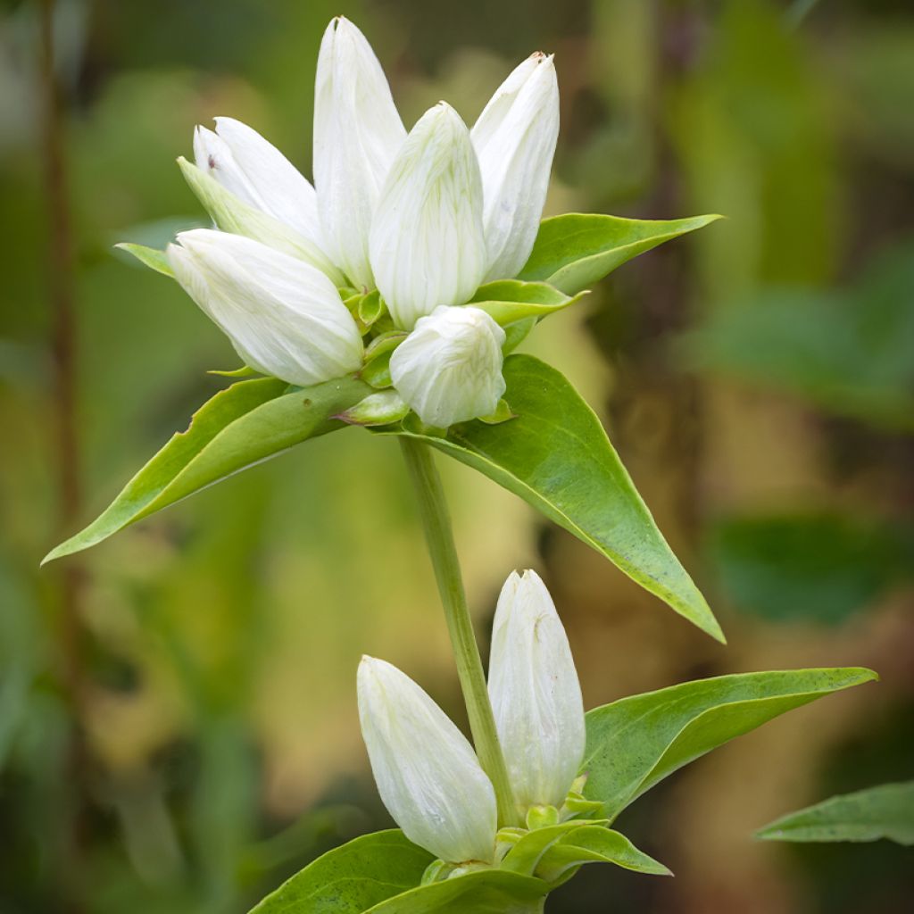 Gentiane, Gentiana asclepiadea var. alba