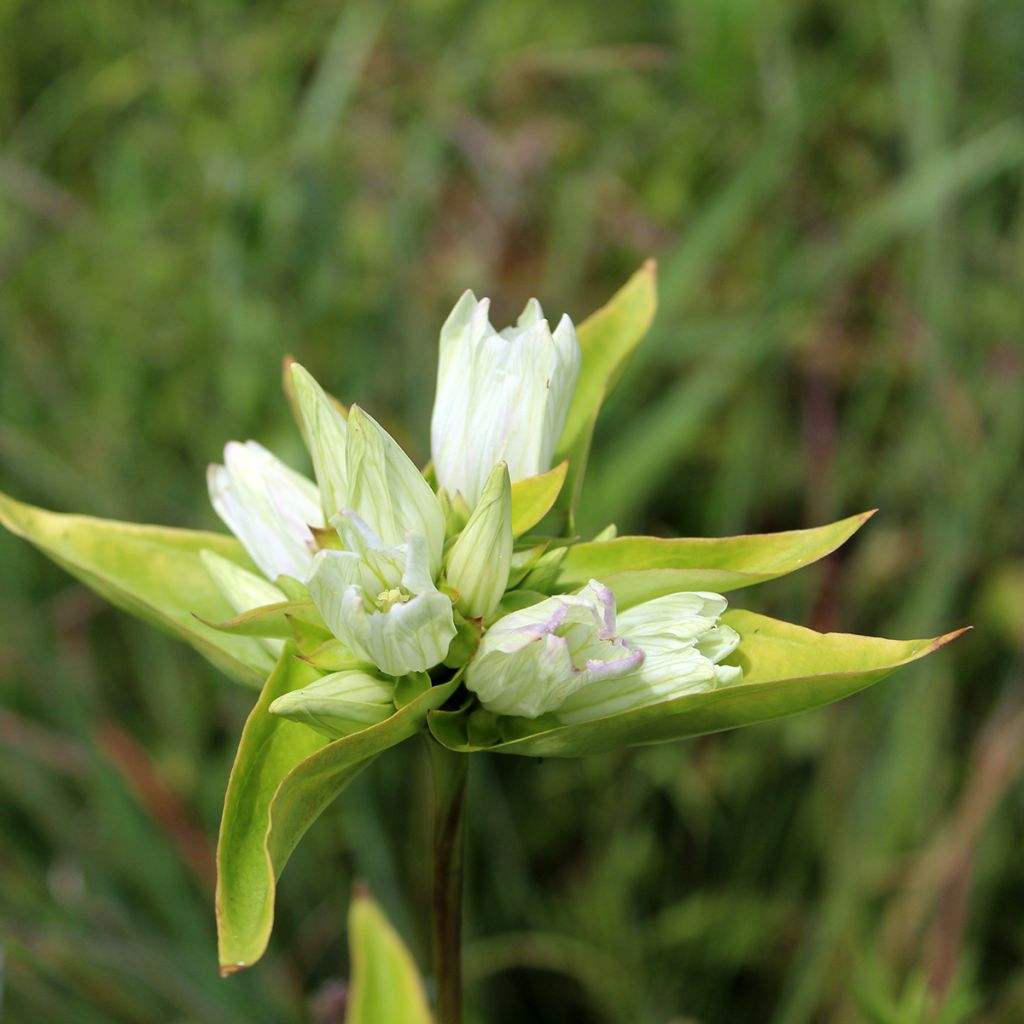 Gentiane, Gentiana asclepiadea var. alba