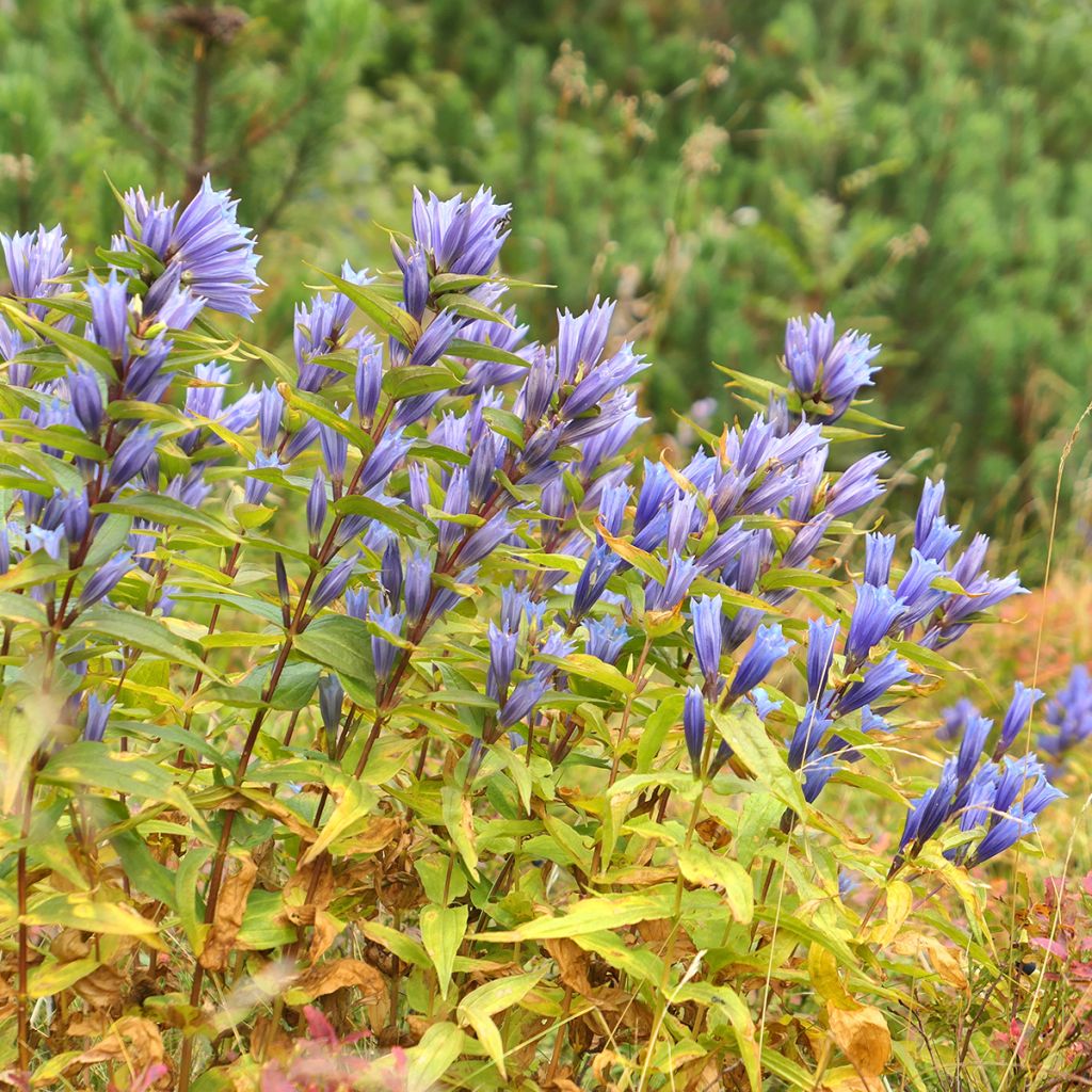 Gentiane asclépiade - Gentiana asclepiadea