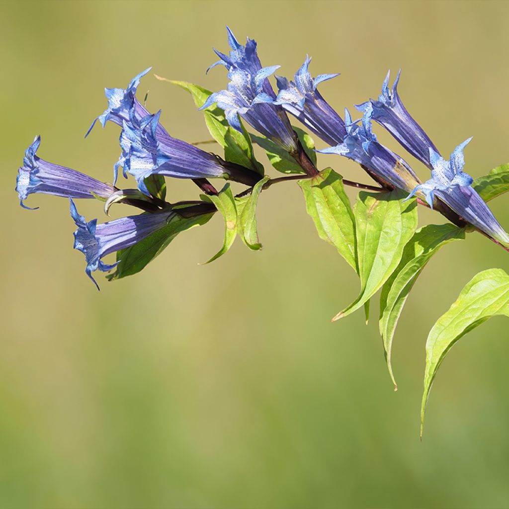 Gentiane asclépiade - Gentiana asclepiadea