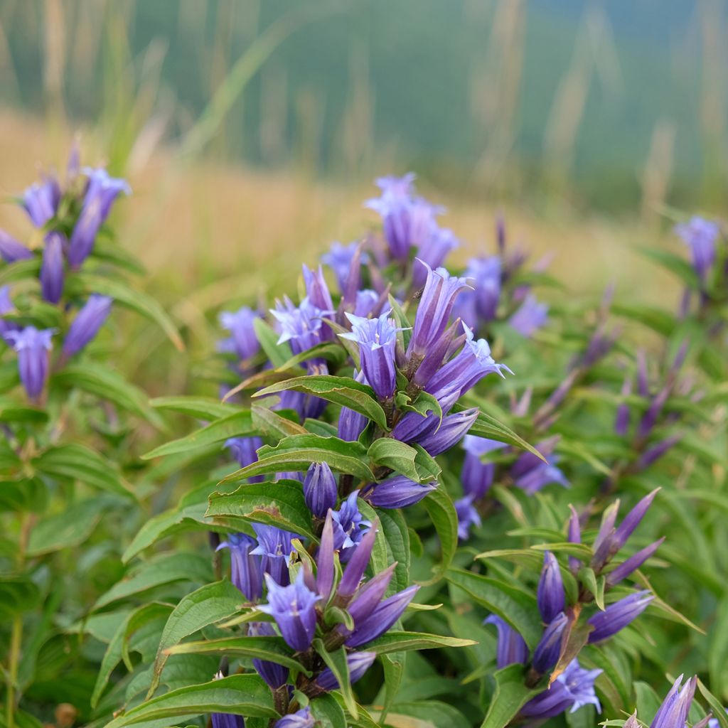 Gentiane asclépiade - Gentiana asclepiadea