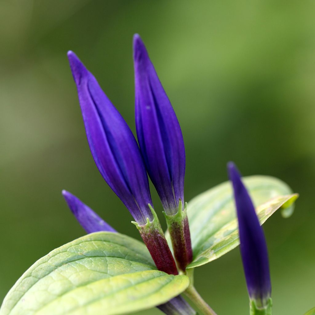 Gentiane asclépiade - Gentiana asclepiadea