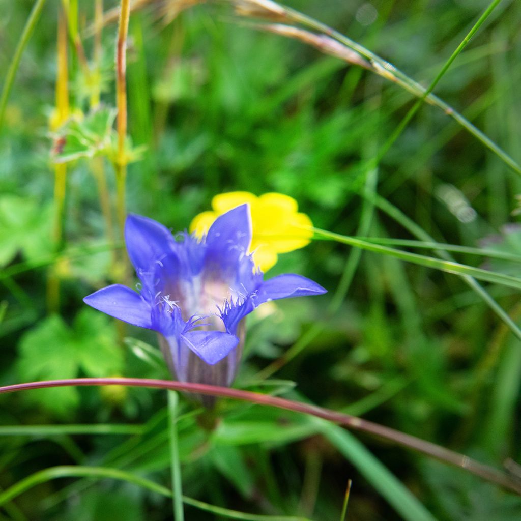 Gentiane septemfida var. lagodechiana