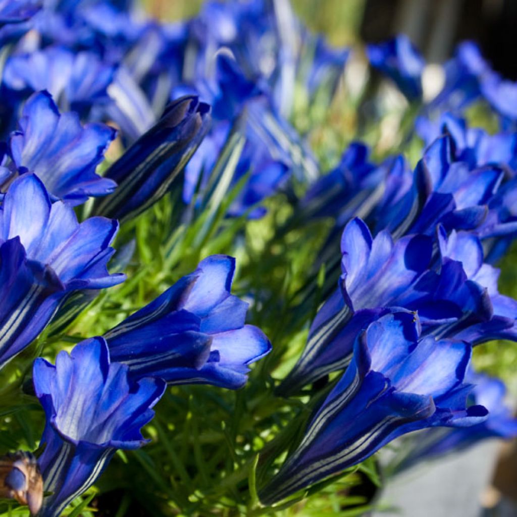 Gentiane sino-ornata bleue à floraison automnale, Gentiana