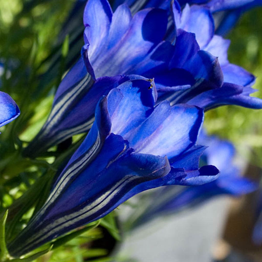 Gentiane sino-ornata bleue à floraison automnale, Gentiana
