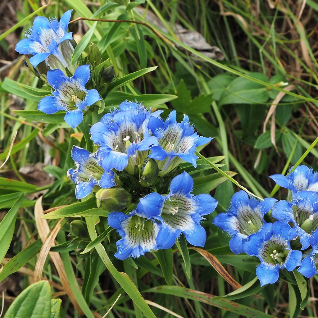 Gentiane sino-ornata bleue à floraison automnale, Gentiana