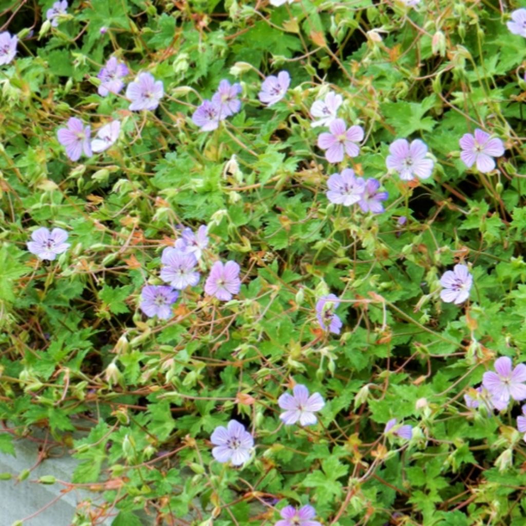 Geranium All Summer Blue - géranium vivace