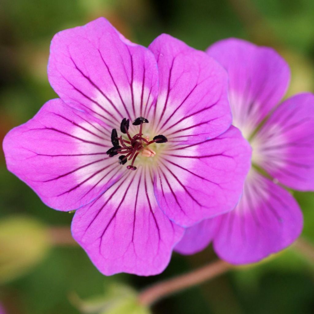 Géranium vivace Kelly-Anne