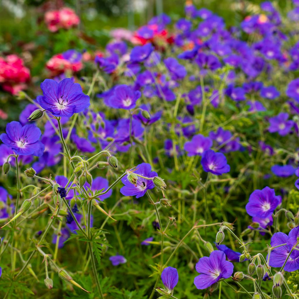 Geranium Eureka Blue - géranium vivace