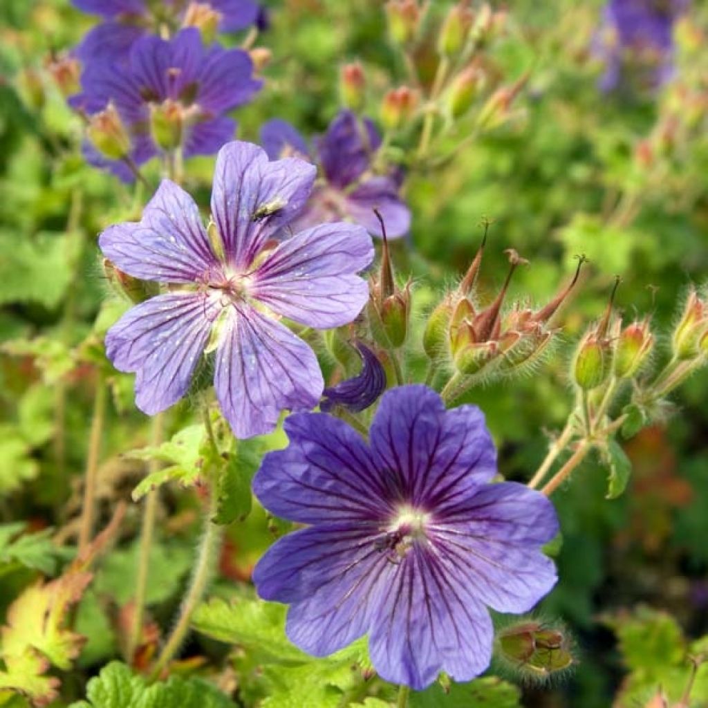 Géranium vivace ibericum