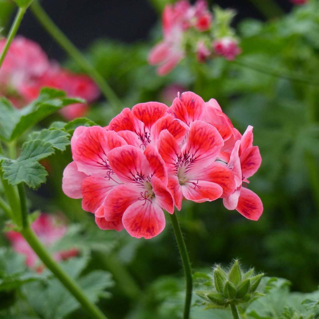 Pélargonium - Geranium parfumé Paton's Unique