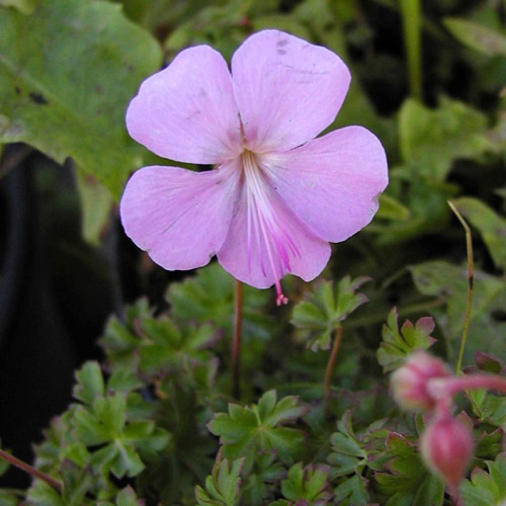 Geranium vivace dalmaticum - Géranium de Dalmatie