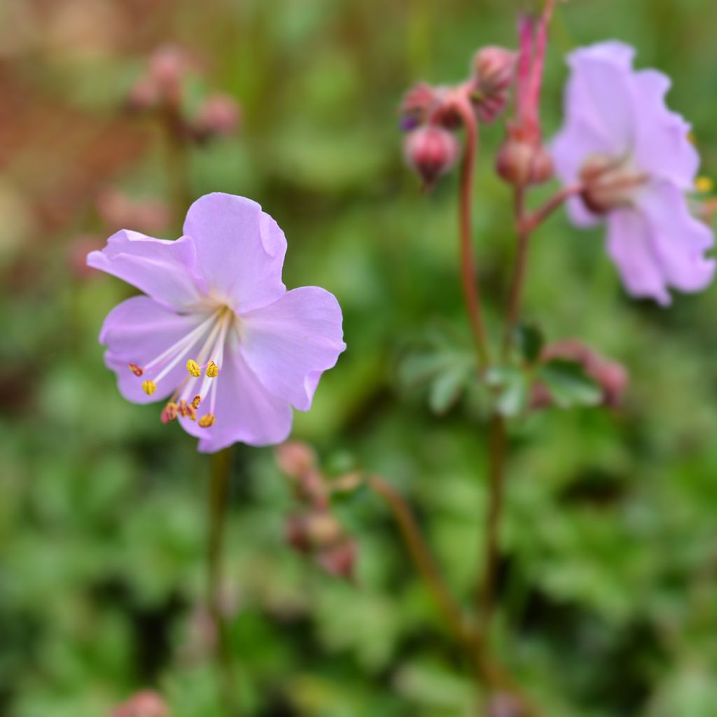 Geranium vivace dalmaticum - Géranium de Dalmatie