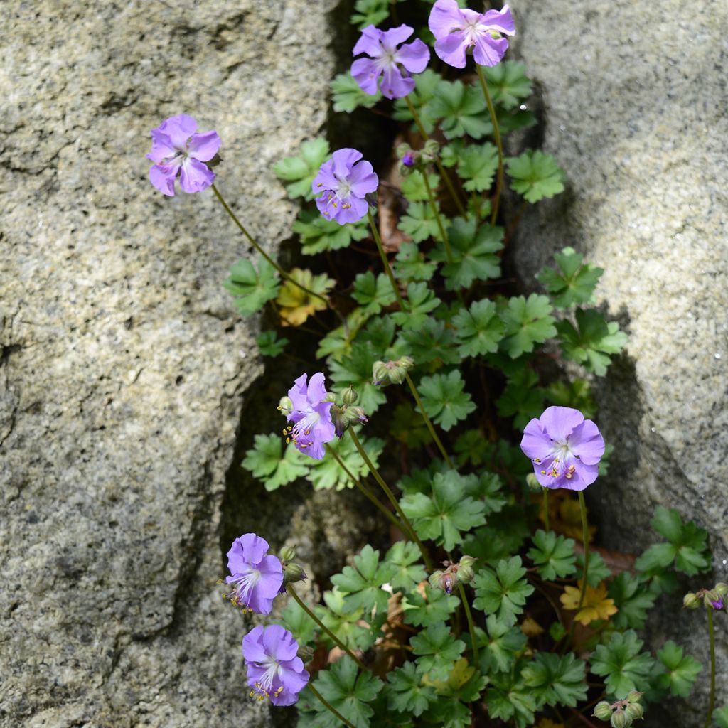 Geranium vivace dalmaticum - Géranium de Dalmatie