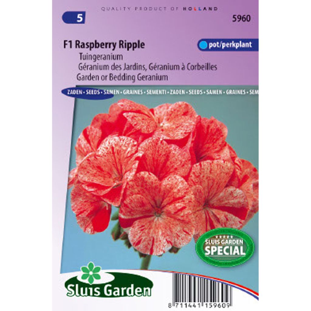 Géranium des Jardins F1 Raspberry Ripple - Pelargonium