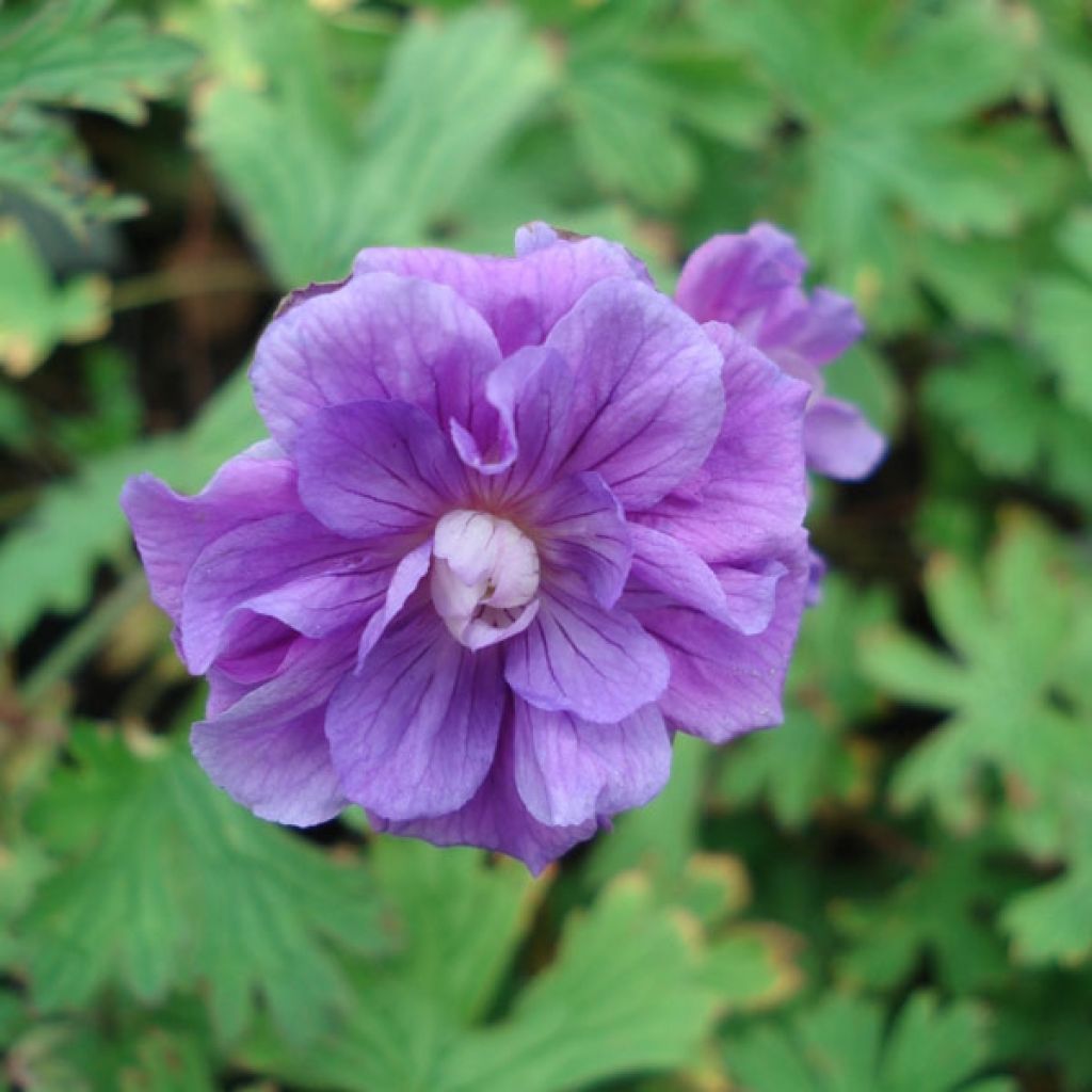 Géranium vivace himalayense Plenum