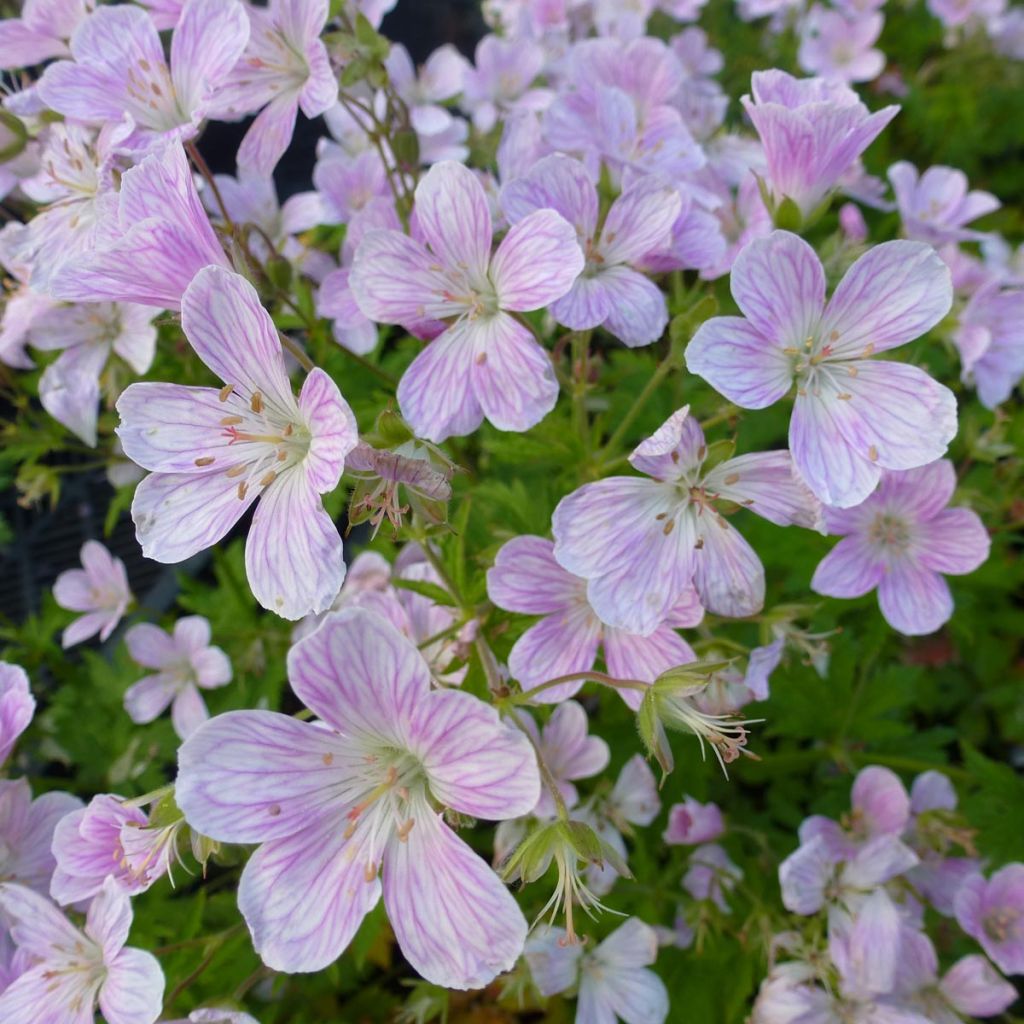 Géranium vivace Melinda - Géranium hybride rose pâle veiné rose vif