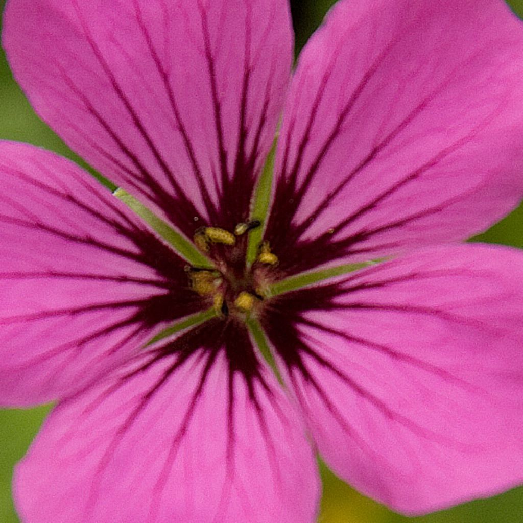 Géranium vivace Patricia