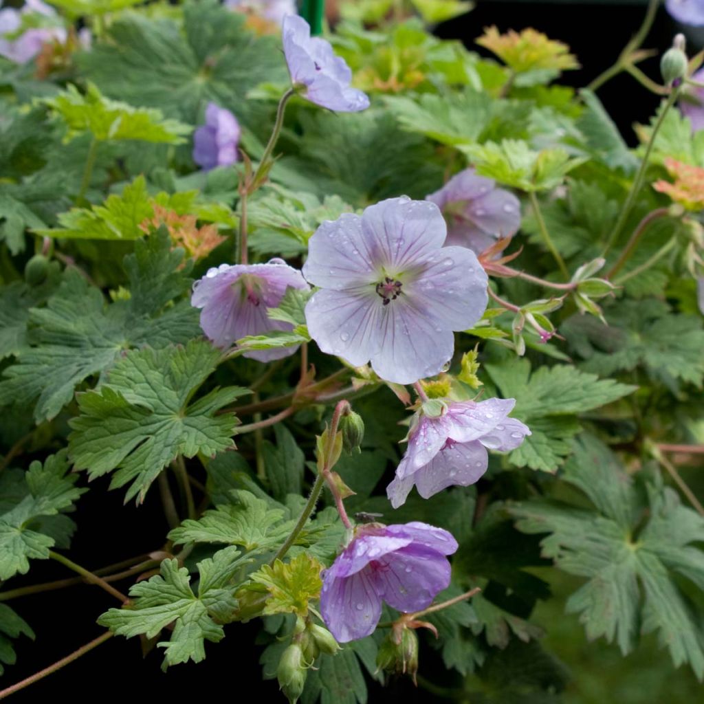 Geranium vivace Lilac Ice - Geranium wallichianum