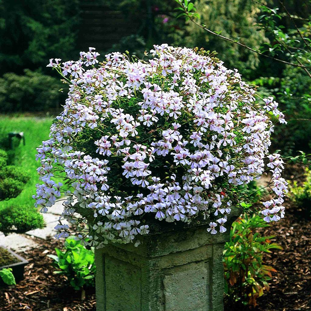 Géranium-lierre Ville de Dresden - Pelargonium peltatum