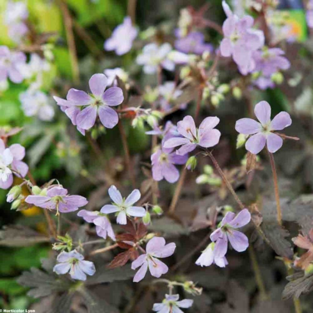 Géranium vivace maculatum Espresso