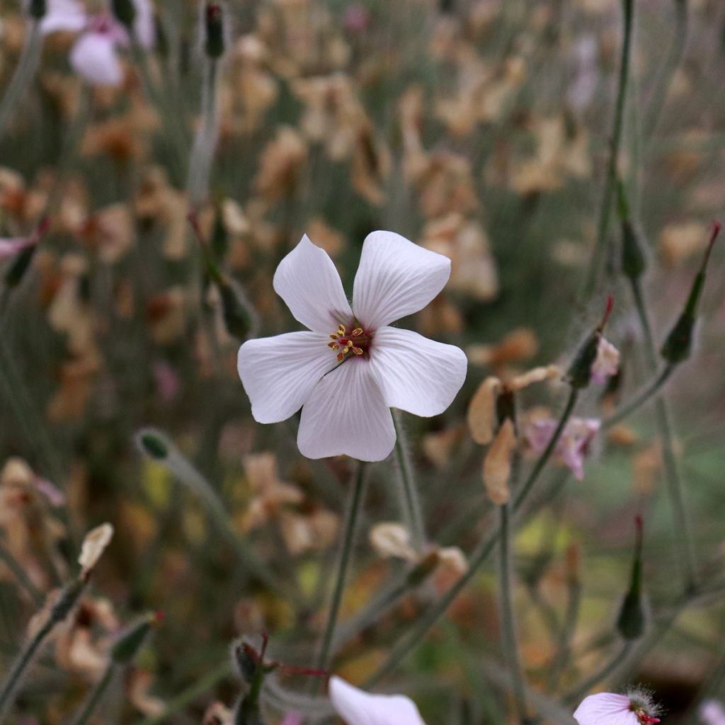 Geranium maderense Album - Géranium de Madère blanc