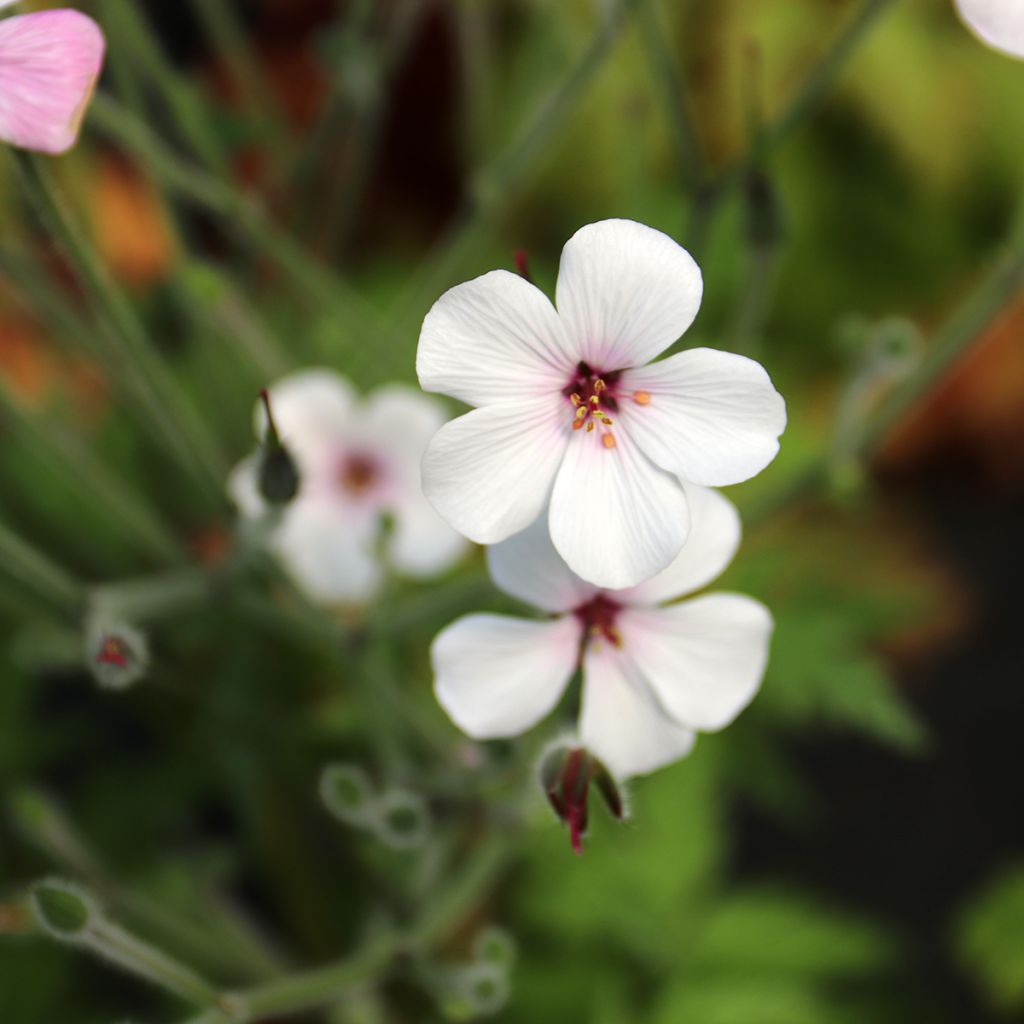 Geranium maderense Album - Géranium de Madère blanc