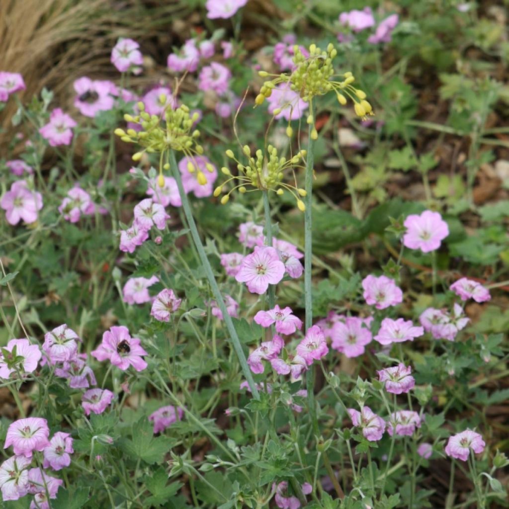 Géranium vivace Mavis Simpson - Geranium riversleaianum