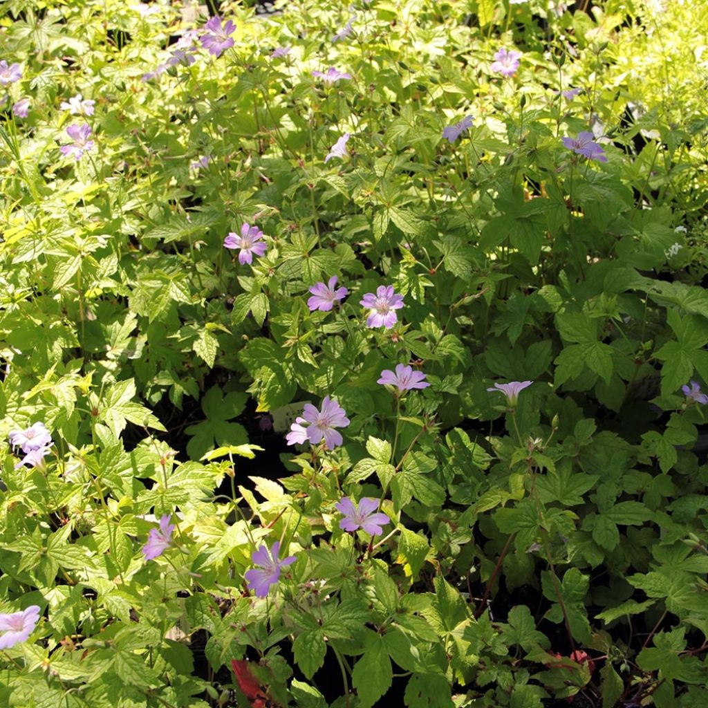 Geranium vivace nodosum Simon - Géranium noueux