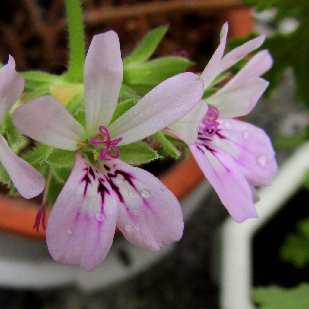 Géranium odorant Rosat - Pelargonium capitatum 1L - Pélargonium à fleurs en tête 