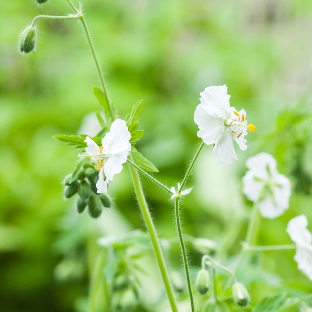 Géranium vivace phaeum Album