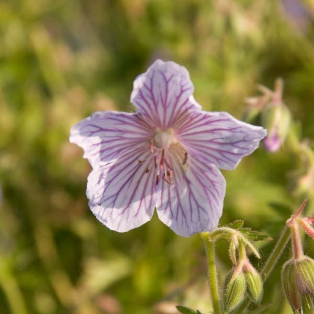 Géranium vivace pratense Ilja