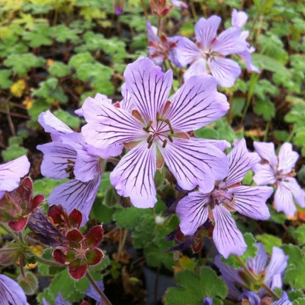 Géranium vivace renardii Tcschelda