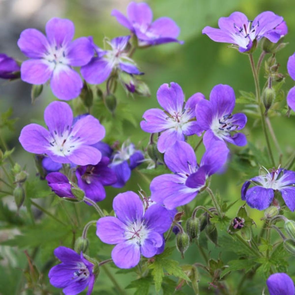 Geranium vivace sylvaticum Ice Blue